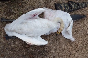 За убийство четырёх лебедей жителю Астраханской области грозит штраф
