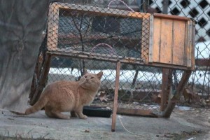В Астрахани поймали бешеных кошек
