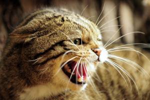 На астраханцев нападают бешеные кошки