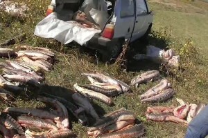 В Астраханской области у браконьера изъяли 10 мешков краснокнижной рыбы