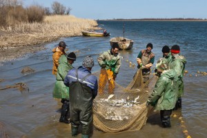 В Астраханской области рыбаки промысловых артелей оштрафованы за вылов молоди