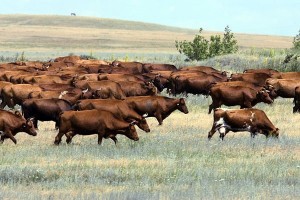 Жители Астраханской области незаконно перегнали стадо быков через границу