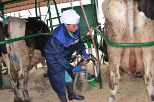 В Астраханской области выберут «Лучшего оператора машинного доения коров»