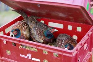 Астраханцев лишили права охотиться на подстреленных фазанов