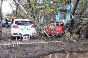 В Астрахани дерево упало на припаркованный автомобиль