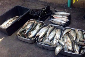 В Астраханскую область пытались ввезти 20 тонн тёплых рыбных отходов