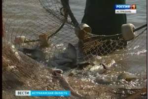 Астраханская рыба на прилавках России, стран СНГ и Европы