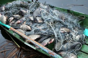 В Астраханской области у браконьеров изъяли более двух центнеров рыбы