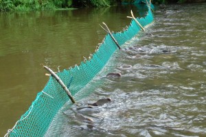 В Астраханской области рабочий рыболовецкой артели перекрыл русло реки сетью