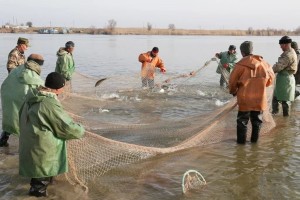В одном из астраханских рыболовецких колхозов «забыли» указать в отчёте более тонны судака