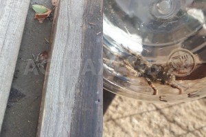 В Трусовском районе Астрахани во дворе поймали тарантула