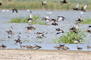 В Астраханской области птичий бум