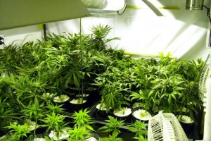 Астраханским компаниям собираются разрешить выращивать наркосодержащие растения