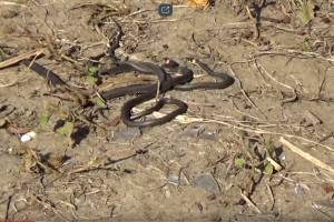 «Шок»: петербуржцы сняли на видео полчище змей в Астраханской области