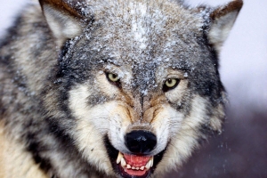 В Астраханской области жители Нижнего Баскунчака опасаются нападения волков
