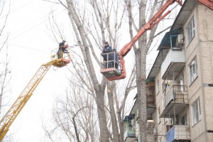 Для ликвидации сухих деревьев в Астрахани привлекут дополнительные силы
