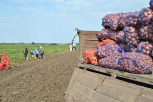 В России планируют собрать небывалый урожай