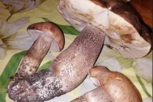 Астраханцы нашли необычный гриб
