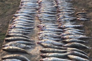 Трое астраханцев пытались спрятать от пограничников рыбу почти на 50 тысяч рублей
