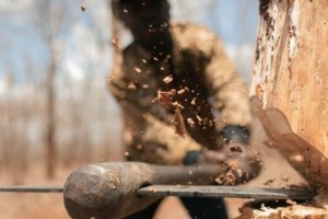 В Астраханской области поймали «чёрного» дровосека