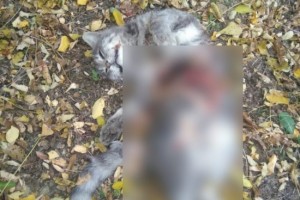 Ритуальные убийства кошек напугали жителей Астраханской области