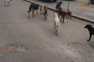 «Астрахань 24» обращается к жителям районов, в которых обитают бродячие собаки