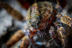Астраханцев до мурашек напугали шокирующей экзотикой  