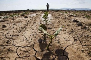 Аграриям Астраханской области могут возместить ущерб от засухи