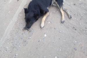 В Астрахани ищут владельцев сбитого на дороге пса