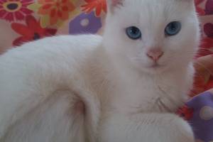 Покалеченный кот с нереально красивыми глазами растопил сердце астраханки