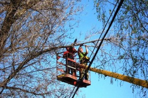 В Астрахани электрические провода избавят от веток и нависающих деревьев