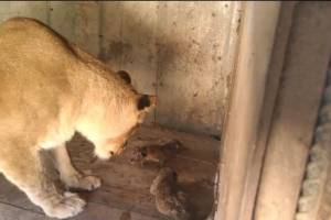 Под Астраханью родились три львенка