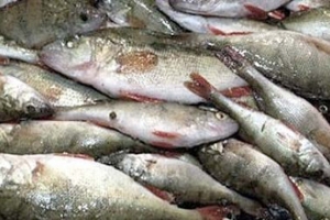 В Астраханской области полицейские изъяли 250 кг рыбы, перевозимой без сопроводительных документов