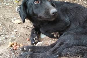Страдающую собаку просит спасти астраханка волгоградцев