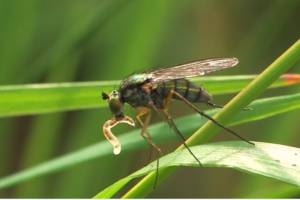 Впервые в Европе в Астраханской области обнаружили загадочных хищных мух-зеленушек
