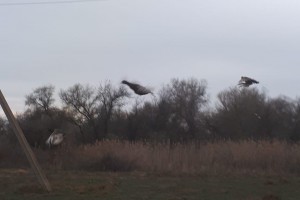В Астраханской области в естественную среду обитания выпустили 200 фазанов