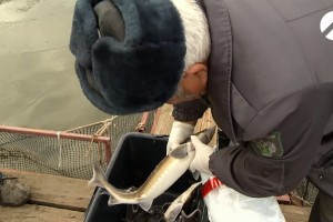 В Астраханской области массово проверяют рыбу