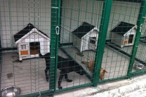 Питомник для бездомных животных в Астраханской области построят в 2019 году