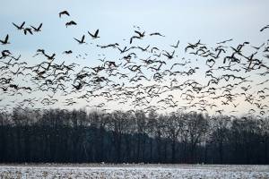 Ученые зафиксировали в дельте Волги беспрецедентное количество птиц