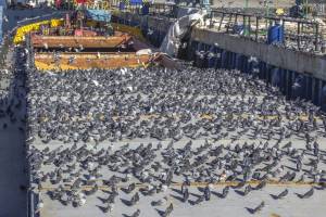Редкое зрелище сняли в Астрахани — полчище бесстрашных голубей не боится никого