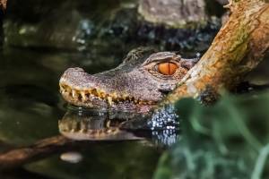 В Астрахани показали крокодила, который пережил страшный пожар, тушение которого заняло пять часов