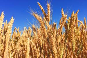 Летом астраханцы пережили страшную засуху, но год все равно оказался богатым на зерновые