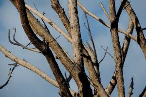 В Астрахани ликвидируют аварийные деревья
