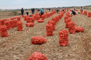 Астраханская область собрала бахчевых, картофеля и других овощей в этом году на 20% больше