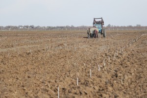 В Астраханской области приостановили работу одного из фермерских хозяйств