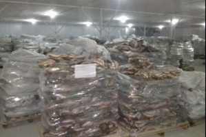 В Астраханской области рыбопромысловая организация незаконно выловила более 24 тонн рыбы