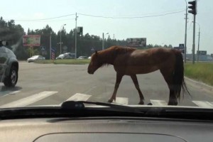 В Астрахани автоледи сбила лошадь с погонщицей