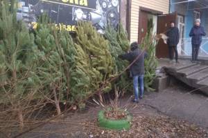 В Астрахани начали продавать живые елки