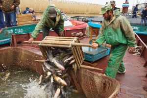 Уровень добычи рыбы в Астраханской области в этом году сопоставим с 2017-м