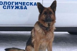 В Астраханской области собака помогла схватить с поличным наркомана